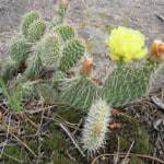 winter watering colorado cacti